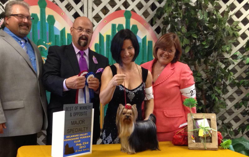 Best Opposite Sex & Best Of Winners Delaware Valley Yorkshire Terrier Specialty-CH Artistry's Hot Diggity